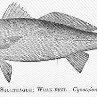 Image result for Cynoscion regalis