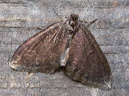 Attēlu rezultāti vaicājumam “Lampropteryx suffumata”