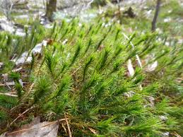 Attēlu rezultāti vaicājumam “Polytrichum commune var. perigoniale”
