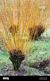 Attēlu rezultāti vaicājumam “Salix alba var. vitellina”