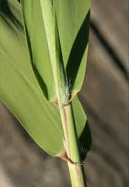 Attēlu rezultāti vaicājumam “Phragmites communis leaf”