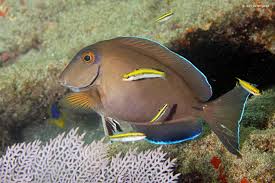 Image result for Acanthurus bahianus