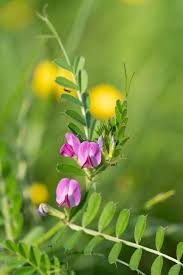 Attēlu rezultāti vaicājumam “Vicia sativa flower”