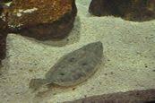 Image result for Paralichthys albigutta