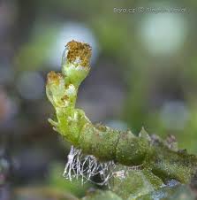 Attēlu rezultāti vaicājumam “Leiocolea heterocolpos”