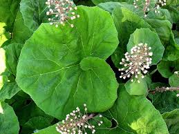 Image result for Petasites officinalis