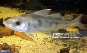 Image result for Melanogrammus aeglefinus