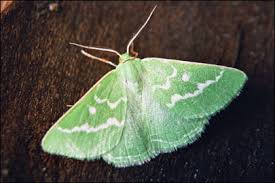 Attēlu rezultāti vaicājumam “Thetidia smaragdaria”