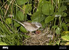 Attēlu rezultāti vaicājumam “Sylvia communis adult”