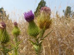 Attēlu rezultāti vaicājumam “Cirsium vulgare”