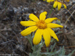 Attēlu rezultāti vaicājumam “Enteridium liceoides young”