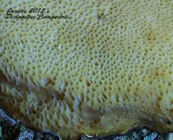 Attēlu rezultāti vaicājumam “Dichomitus campestris”