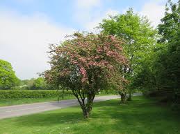 Attēlu rezultāti vaicājumam “Crataegus laevigata”