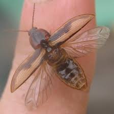 Attēlu rezultāti vaicājumam “Selatosomus cruciatus”