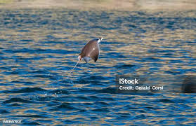 Image result for Mobula munkiana