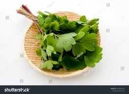 Attēlu rezultāti vaicājumam “Peucedanum palustre fruit”