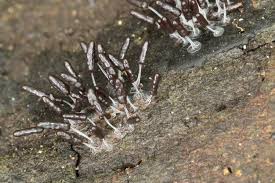 Attēlu rezultāti vaicājumam “Stemonitopsis typhina young”