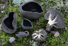 Attēlu rezultāti vaicājumam “Helvella”