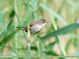 Attēlu rezultāti vaicājumam “Acrocephalus dumetorum”