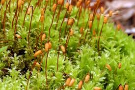 Attēlu rezultāti vaicājumam “Plagiomnium elatum”