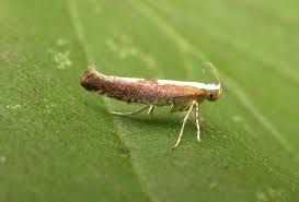 Attēlu rezultāti vaicājumam “Argyresthia semifusca”