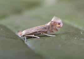 Attēlu rezultāti vaicājumam “Phyllonorycter sp.”