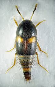 Attēlu rezultāti vaicājumam “Sepedophilus sp.”