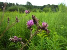 Attēlu rezultāti vaicājumam “Cirsium palustre”