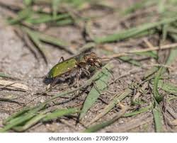 Attēlu rezultāti vaicājumam “Cicindela campestris imago”