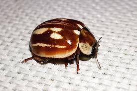 Attēlu rezultāti vaicājumam “Myzia oblongoguttata”