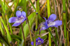 Attēlu rezultāti vaicājumam “Pinguicula vulgaris”
