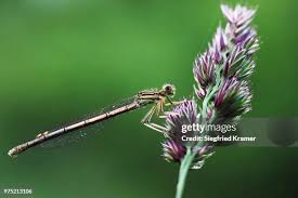 Attēlu rezultāti vaicājumam “Platycnemis pennipes female”