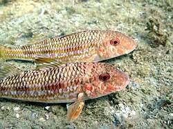 Image result for Mullus surmuletus