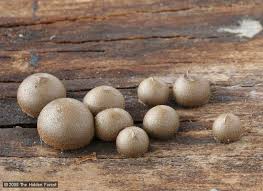 Attēlu rezultāti vaicājumam “Lycogala cf. fossiculatum macro”