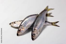 Image result for Clupea harengus