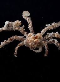 Attēlu rezultāti vaicājumam “Crustacea”