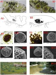 Attēlu rezultāti vaicājumam “Riccia cavernosa”