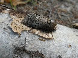 Attēlu rezultāti vaicājumam “Cossus cossus imago”