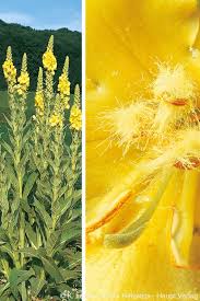 Attēlu rezultāti vaicājumam “Verbascum densiflorum”