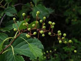 Attēlu rezultāti vaicājumam “Celastrus flagellaris”