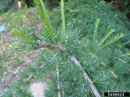 Attēlu rezultāti vaicājumam “Adelges laricis”