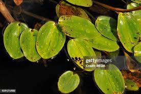 Attēlu rezultāti vaicājumam “Potamogeton natans leaf”