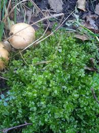 Attēlu rezultāti vaicājumam “Pseudobryum cinclidioides”