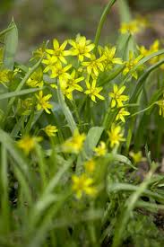 Attēlu rezultāti vaicājumam “Gagea lutea”