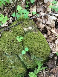 Attēlu rezultāti vaicājumam “Pleurocarpous mosses sporophyte”