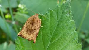 Attēlu rezultāti vaicājumam “Archips podana female”