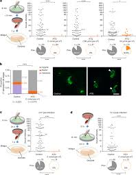 Attēlu rezultāti vaicājumam “Symphytocarpus impexus plasmodium”