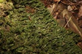 Attēlu rezultāti vaicājumam “Fissidens adianthoides”