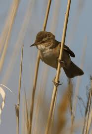 Image result for Acrocephalus agricola