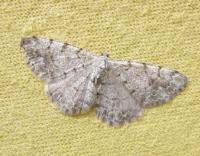 Attēlu rezultāti vaicājumam “Aethalura punctulata”